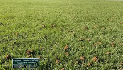 Greenville NC lawn recovering after core aeration by Chop Chop Landscaping showing greener, denser turf