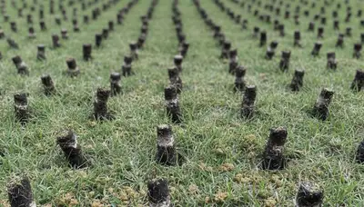 Close-up of soil core plugs after lawn aeration on Greenville, NC turf by Chop Chop Landscaping